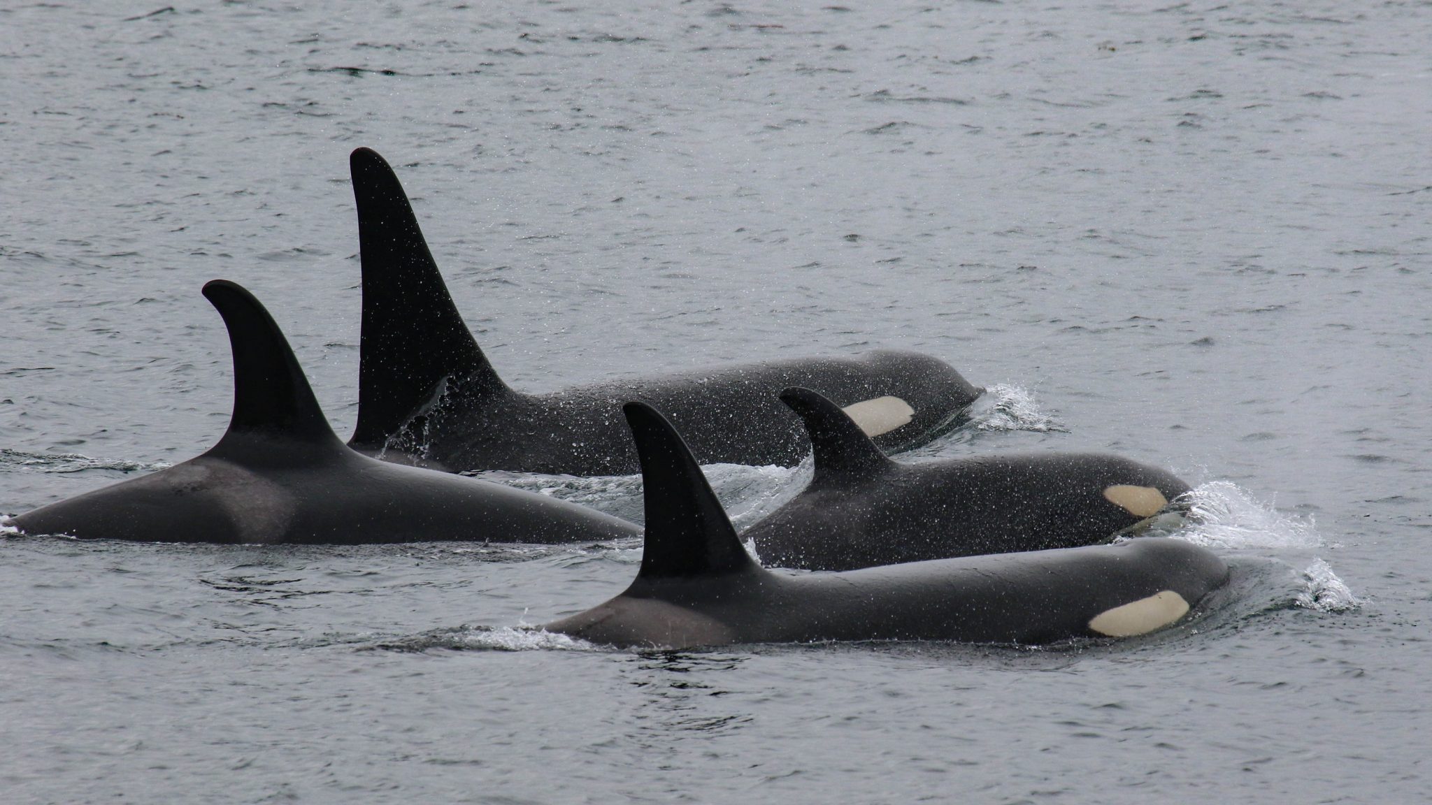 OrcaLab – Listening to Whales for Over Fifty Years